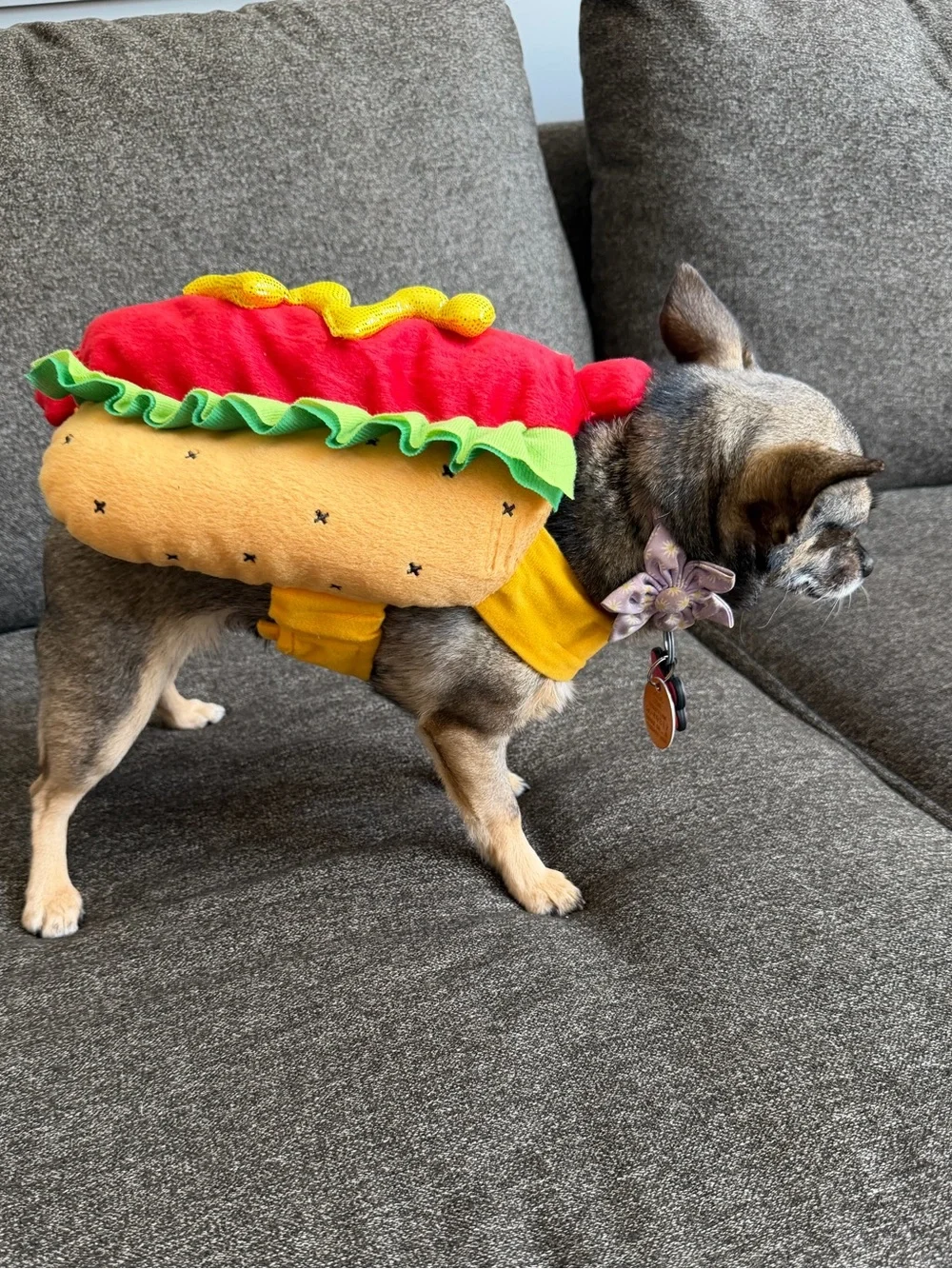 Hot dog, dog costume- small dogs